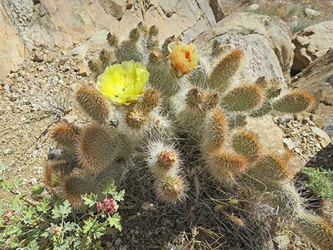 Pricklypear Cactus (Opuntia)