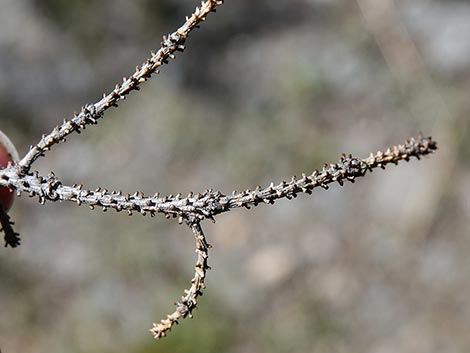 Engelmann Spruce (Picea engelmannii)
