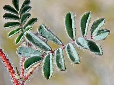 Hairy Prairie Clover (Dalea mollis)