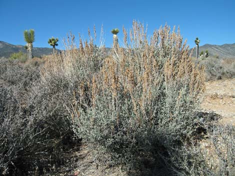 Sagebrush (Artemisia)