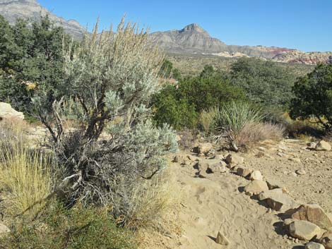 Sagebrush (Artemisia)