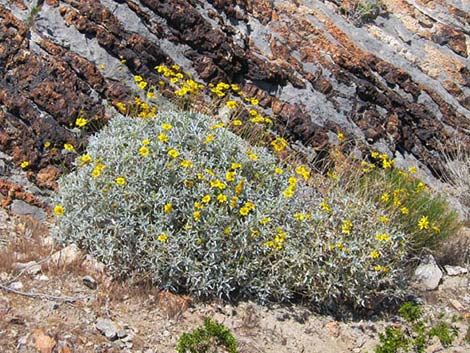Brittlebush (Encelia)