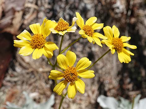 Brittlebush (Encelia)