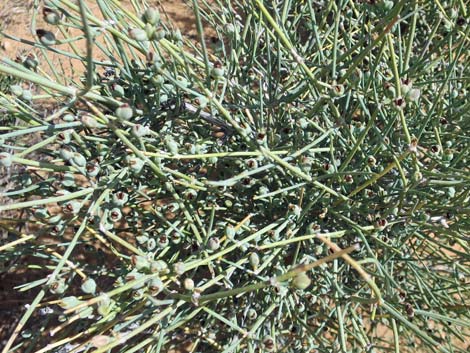 Nevada Jointfir (Ephedra nevadensis)